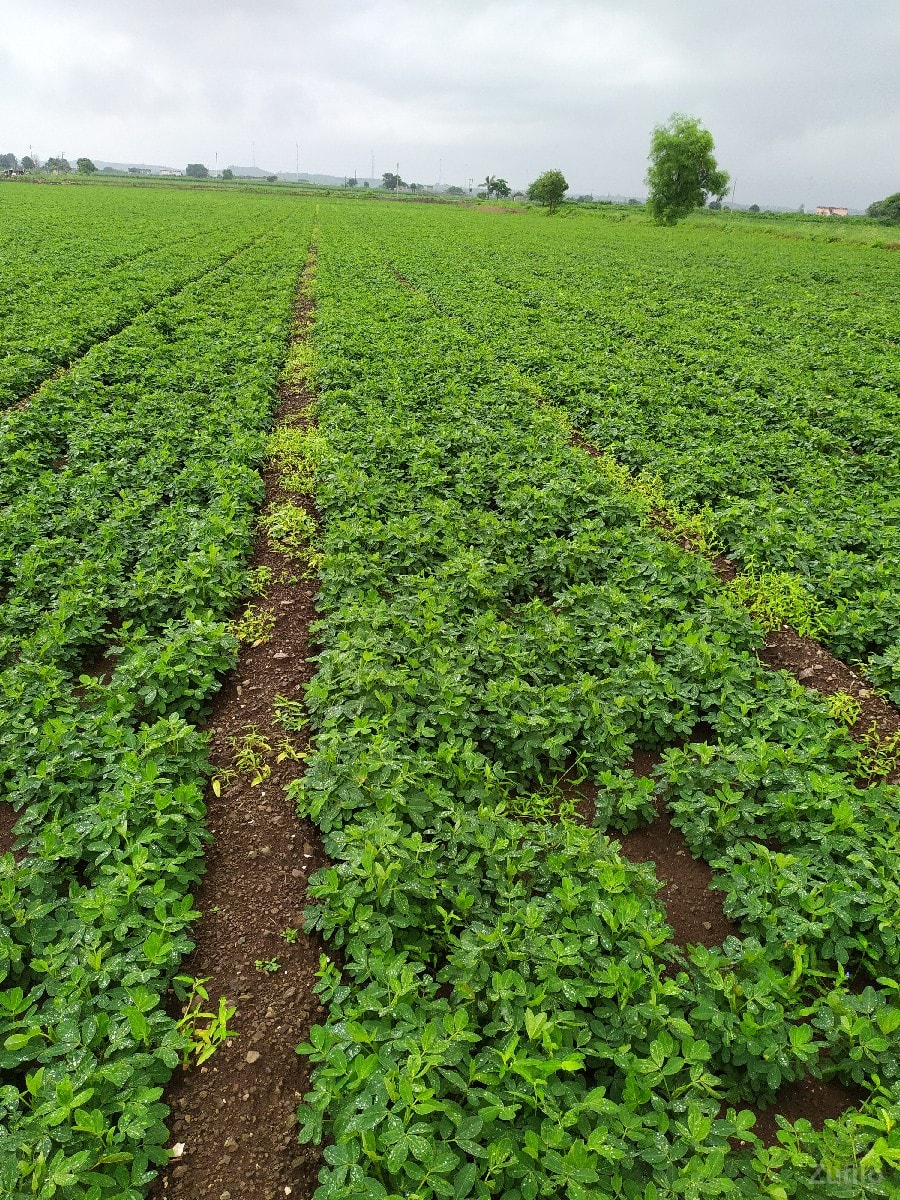 21.25 vigha - Land & Plots - Vagra - Image 2