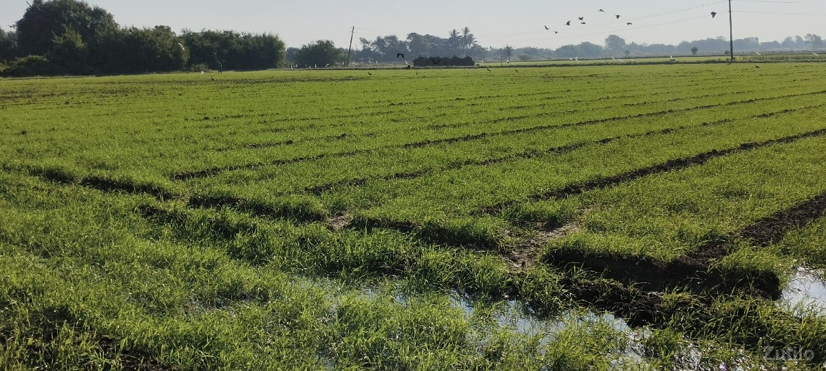 જમીન વેસવાની - Land & Plots - Vapi - Image 2