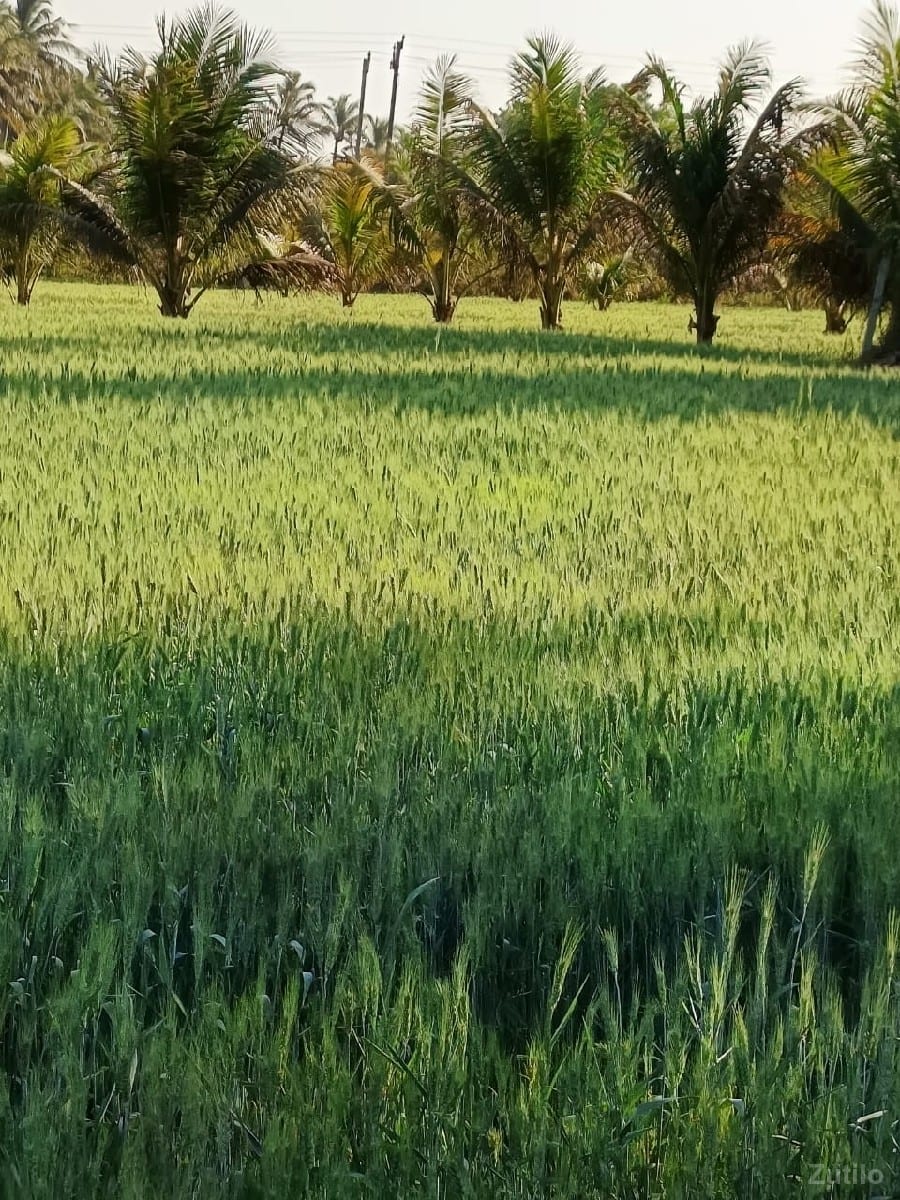 ગામ. રાતિધાર. તાલુકો. તાલાલા.ji - Land & Plots - Somnath - Image 3
