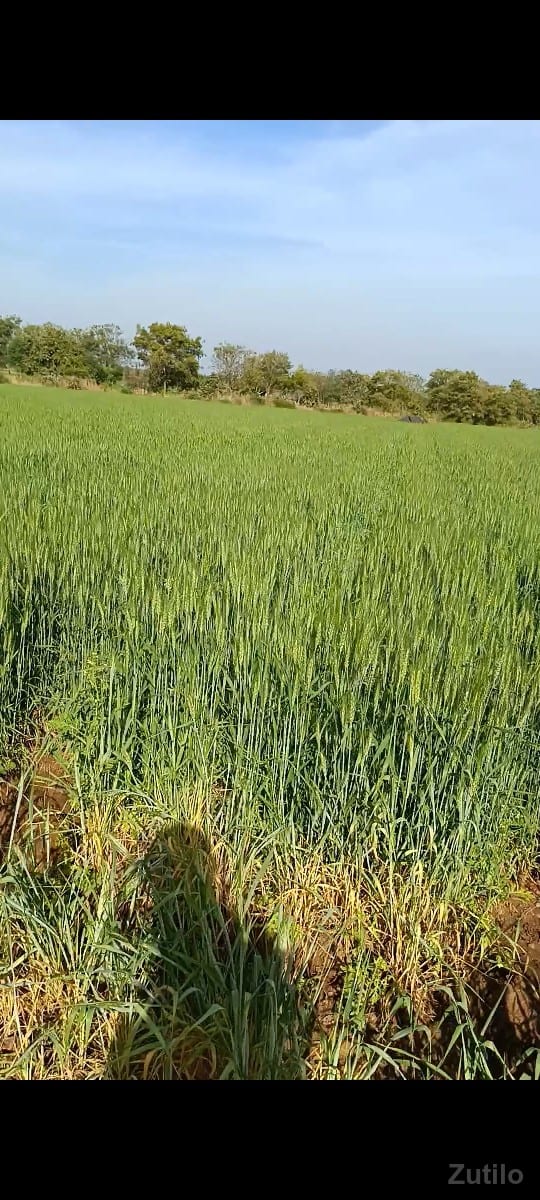 20 vigha rode touch - જમીન અને પ્લોટ - જુનાગઢ - Image 3