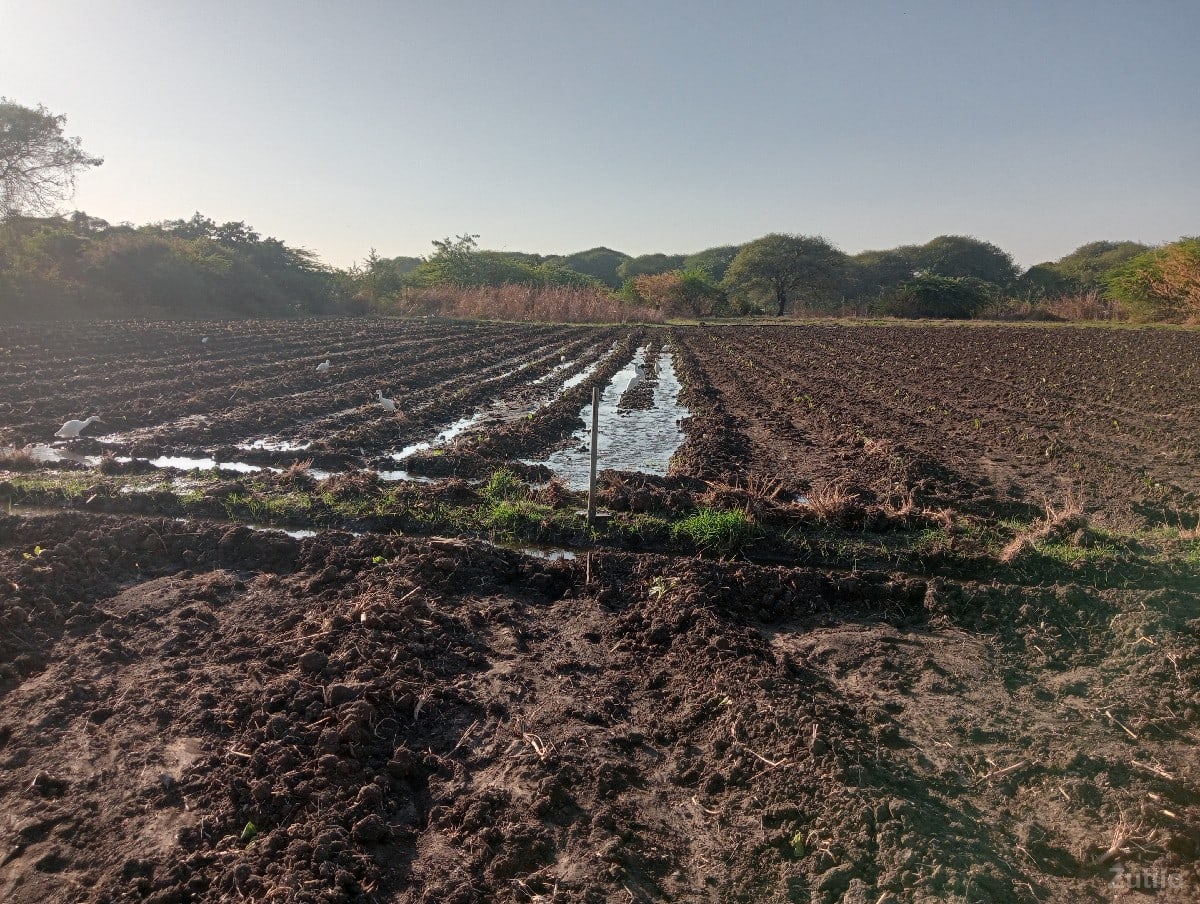 અખાટ આપવાની છે - Land & Plots - Mangrol - Image 2