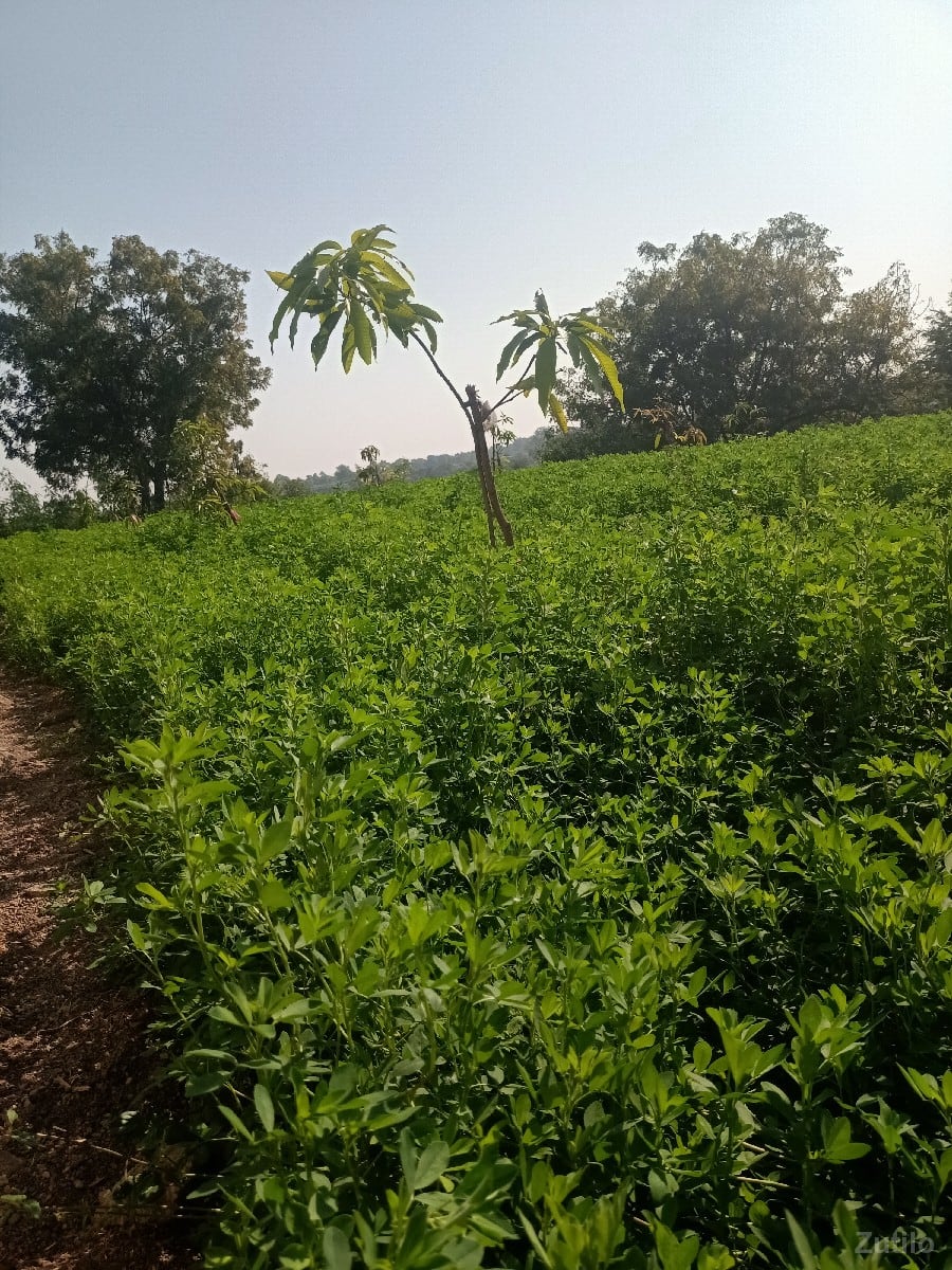 જમીન પર માટે કોન્ટેક્ટ કરો - Land & Plots - Dhari - Image 2
