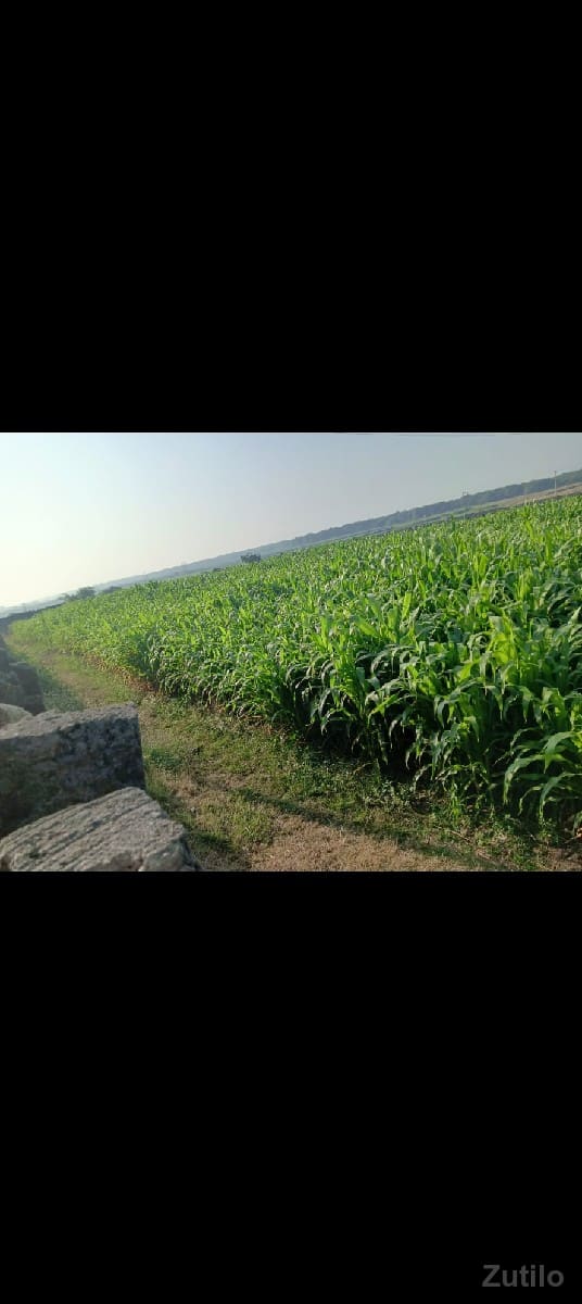 મકાઈનો ઘેરો વેચવાનો છે