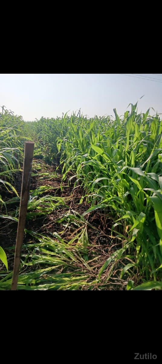 મકાઈનો ઘેરો વેચવાનો છે - Land & Plots - Jamnagar City - Image 2