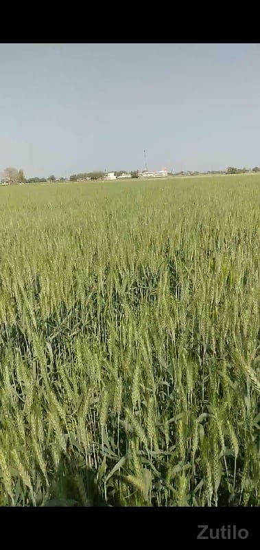 જમીન વેચવાની છે 17 વિઘા જમીન વેચવાની છે 17 વિઘા