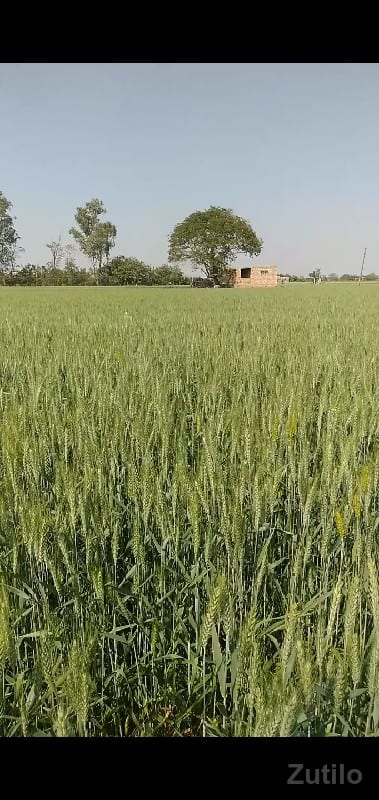 જમીન વેચવાની છે 17 વિઘા - Land & Plots - Kutiyana - Image 2