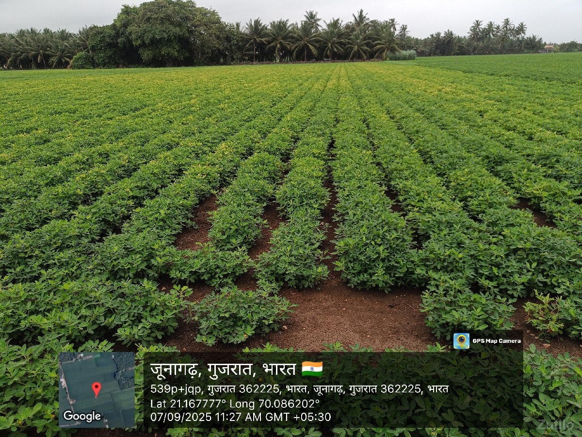 પથ્થર ની ખાણ લાયક જમીન વેચવાની છે . - Land & Plots - Mangrol - Image 2