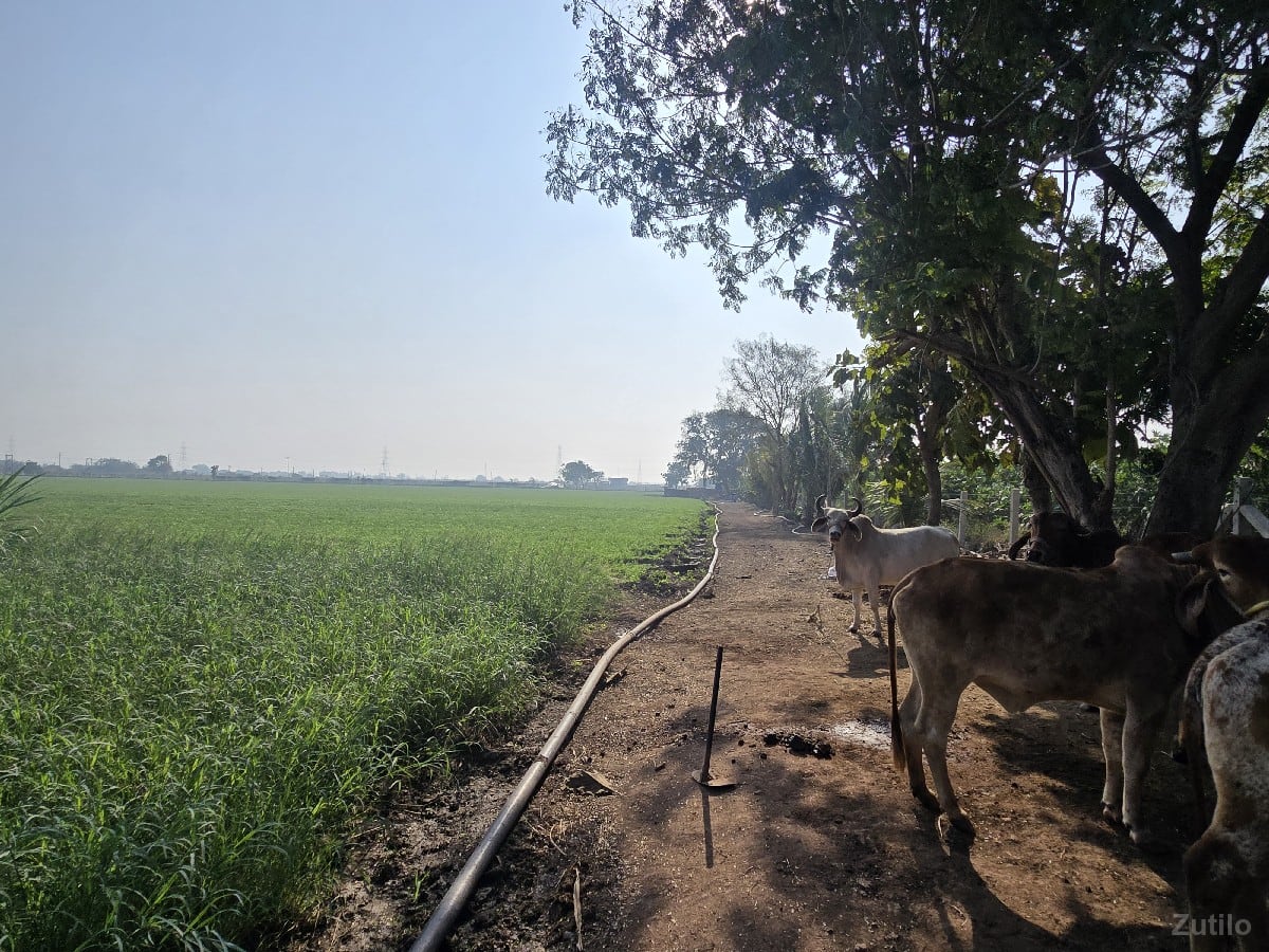 વેચવાનિ - Land & Plots - Kalavad - Image 3