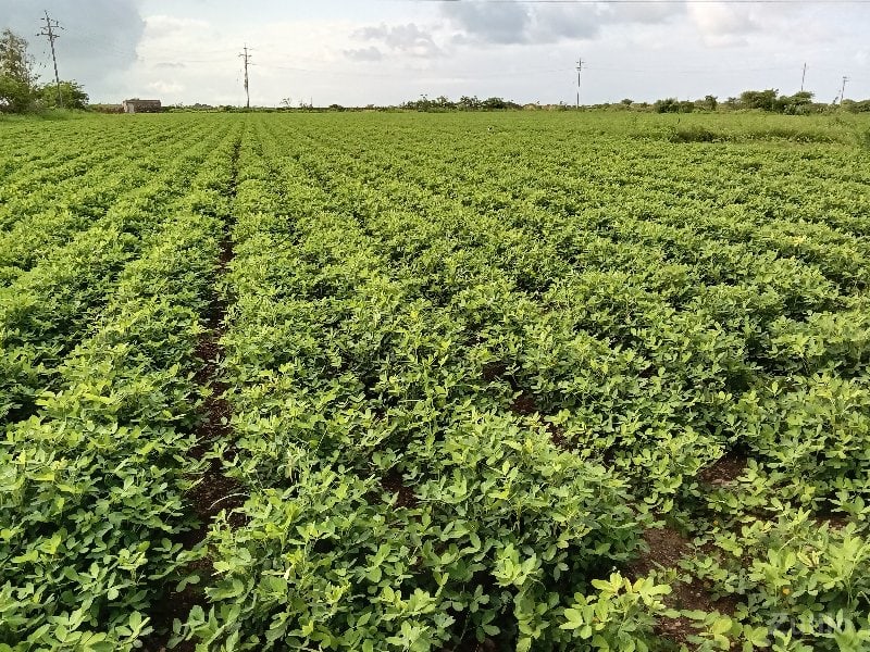 khety ni jamin khety ni jamin