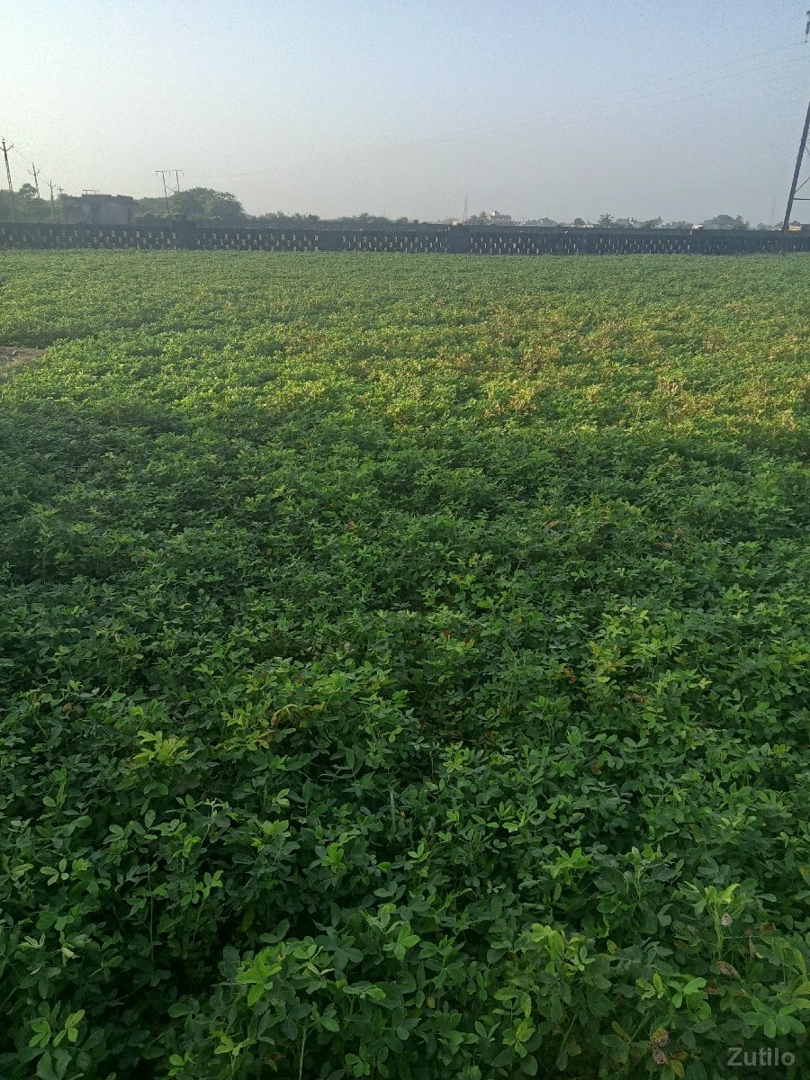 10 વીઘા એક લીધાના ૨૬ લાખ - Land & Plots - Ranavav - Image 2