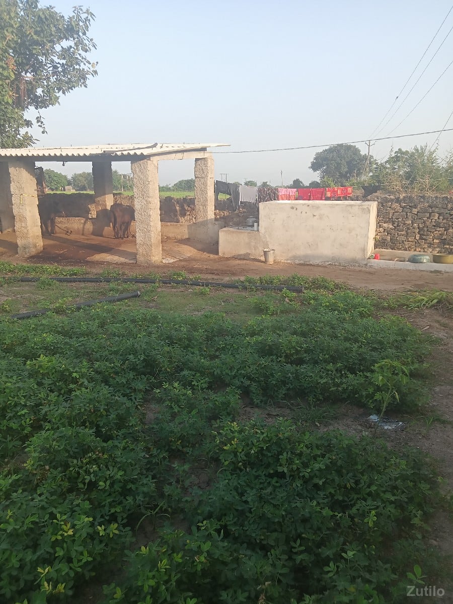 10 વીઘા એક લીધાના ૨૬ લાખ - Land & Plots - Ranavav - Image 3