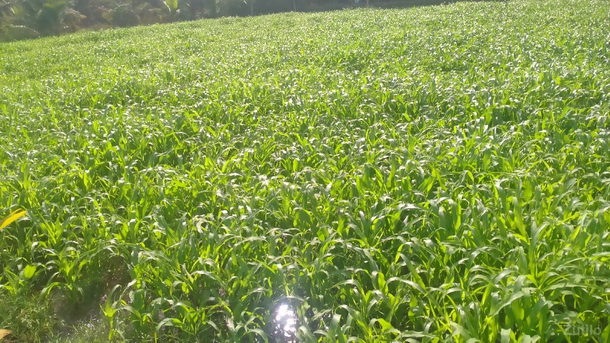 જમીન વેચવાની છે