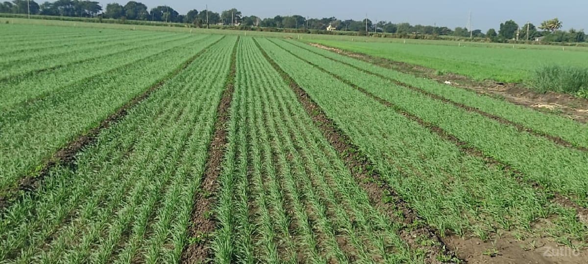 જમિન echvani chhe - Land & Plots - Talala - Image 3