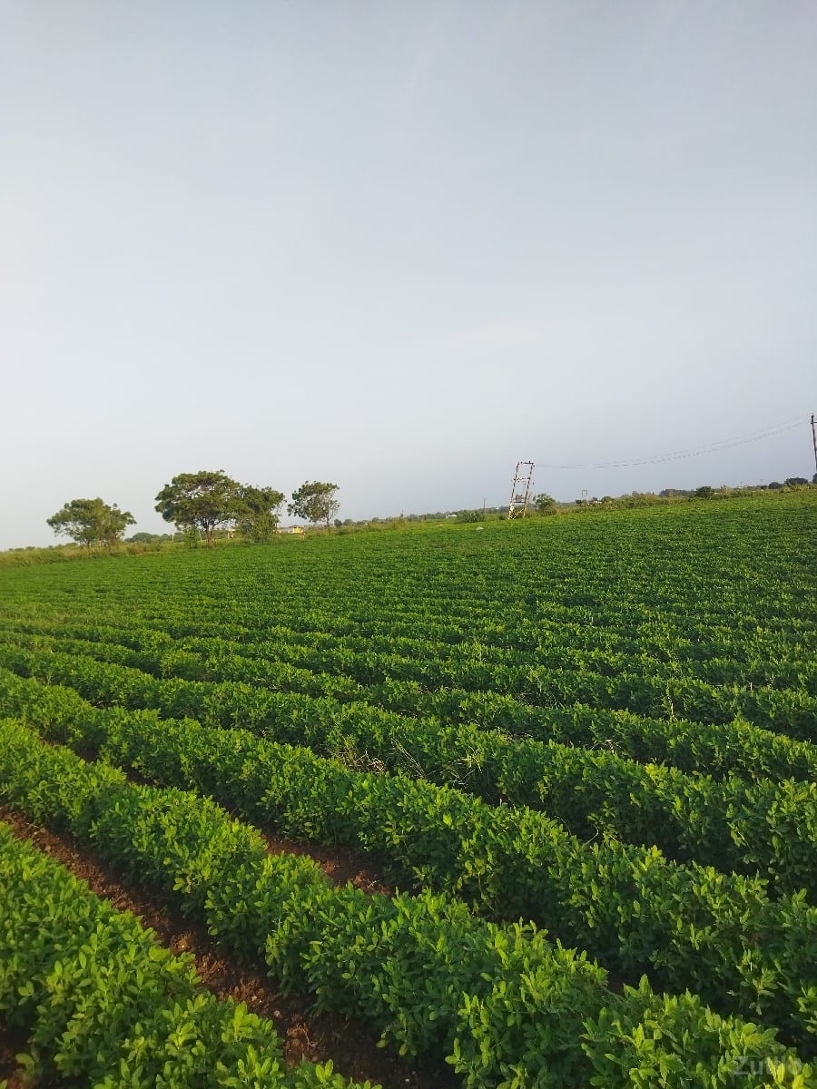 જમીન વેચવાની છે - Land & Plots - Kalyanpur - Image 3