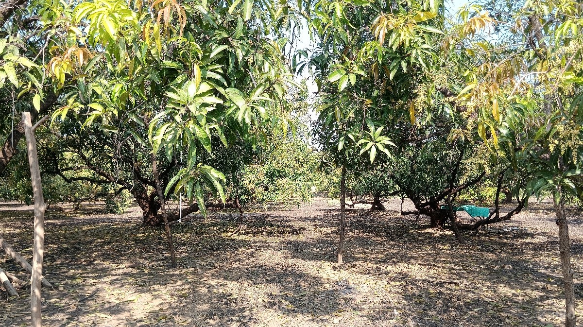 ફાર્મ હાઉસ આંબા નો બગીચો - Land & Plots - Talala - Image 3