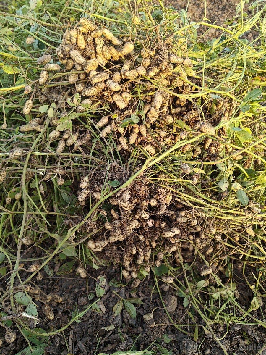 porbandar khapat