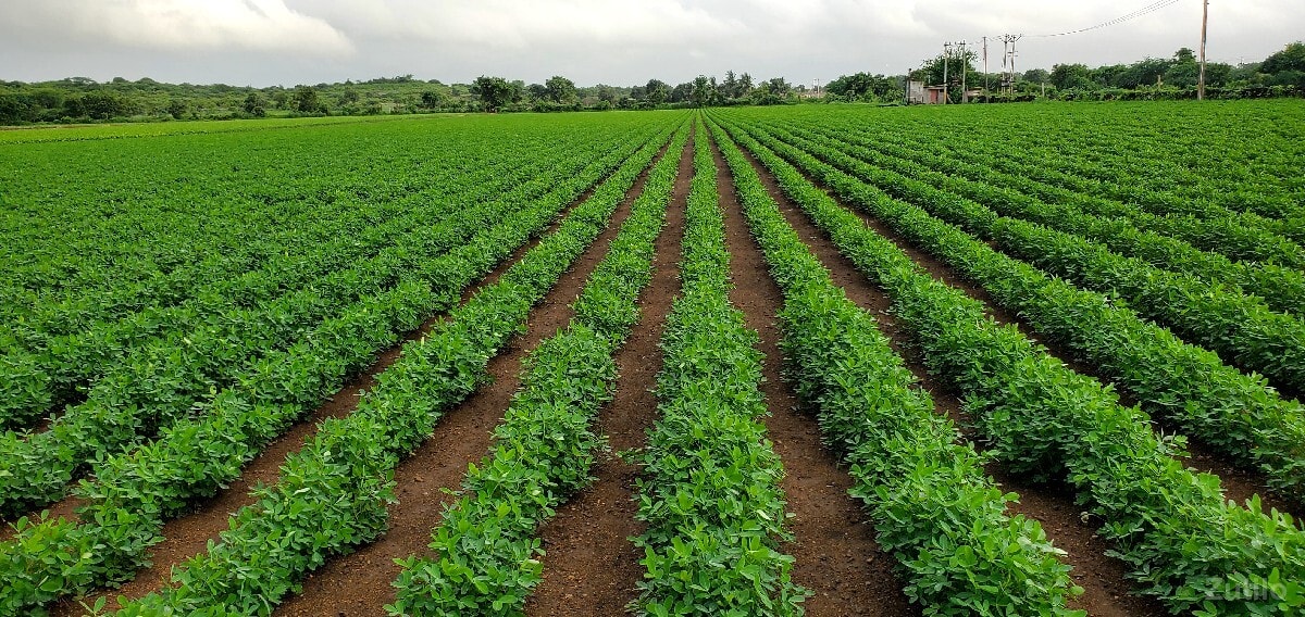 જમીન વેચવાની છે - Land & Plots - Bhanvad - Image 2