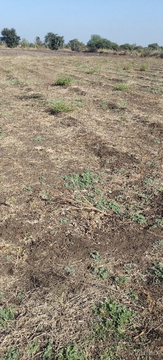 વેસવાની છે - Land & Plots - Mendarda - Image 3