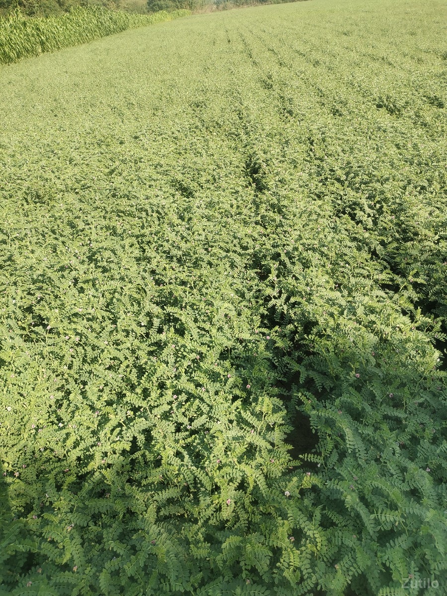 19 વીઘા જમીન ભાવ ઉંચક 2cr - Land & Plots - Lilapar - Image 3