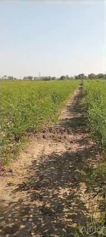 જમીન વેચવાની છે - Land & Plots - Mendarda - Image 2