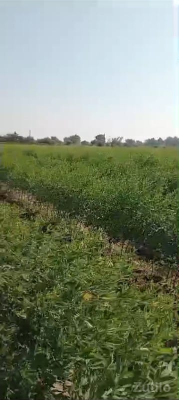 જમીન વેચવાની છે - Land & Plots - Mendarda - Image 3