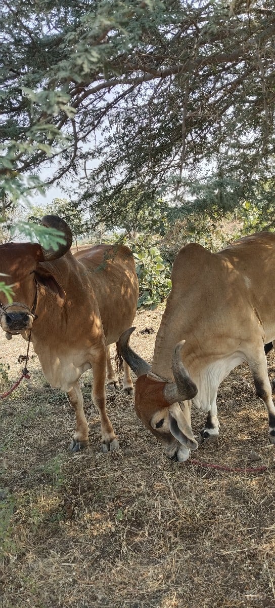 વેચવાના છે  સાવશૉજા