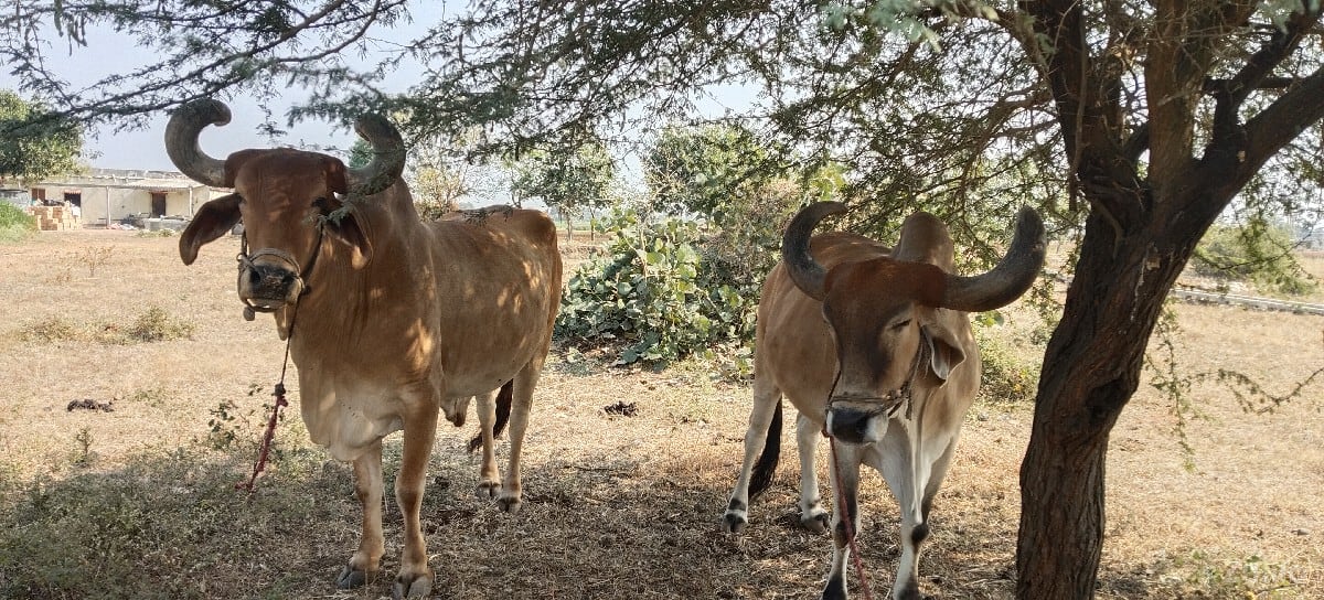 વેચવાના છે  સાવશૉજા - જમીન અને પ્લોટ - દ્વારકા - Image 2