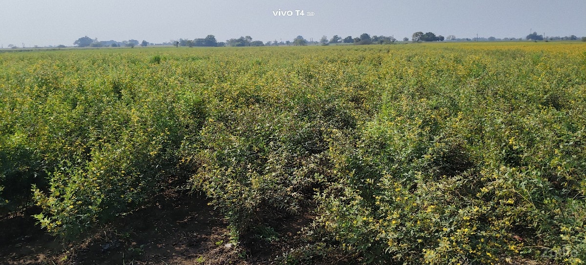 જમીન વેચવાની છે. - Land & Plots - Keshod - Image 2