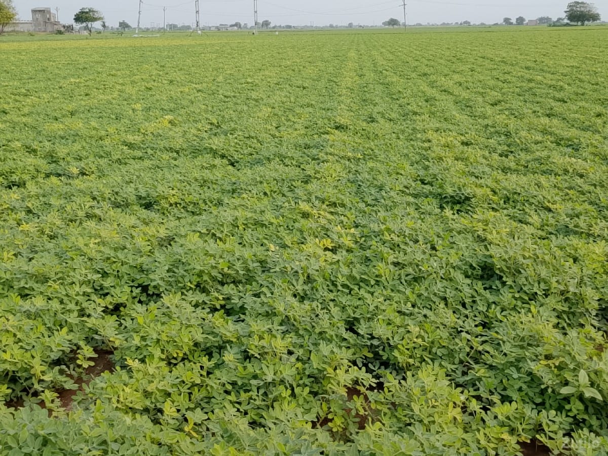 11vigha - Land & Plots - Ranavav - Image 2