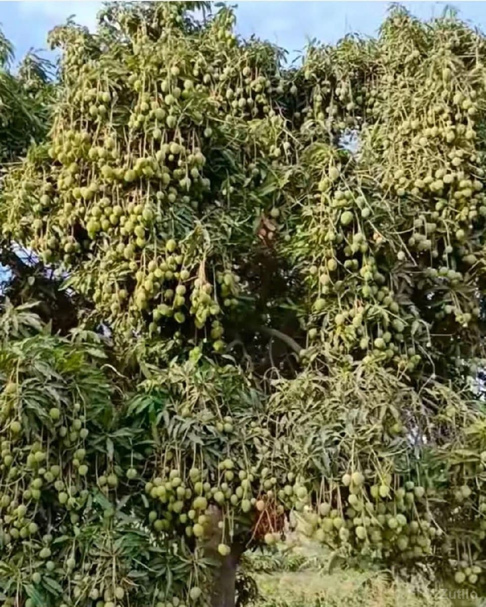 જમીન વેચવી 60 વીઘા