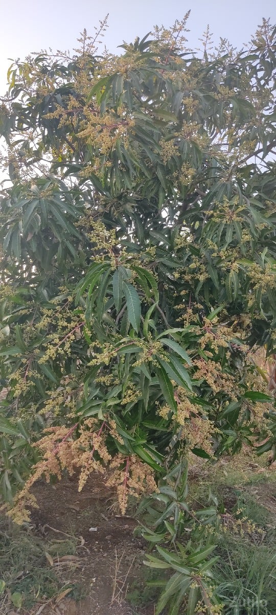 ૧૨.૫ વીઘા ખાતે - Land & Plots - Jamjodhpur - Image 2