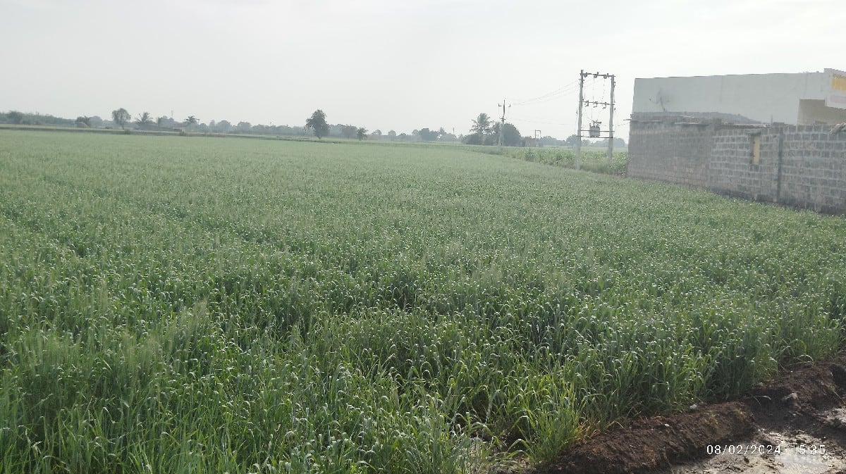 જમીન હાયવે ટસ  વેચવાની છે ઉપલેટા - Land & Plots - Bhanvad - Image 2