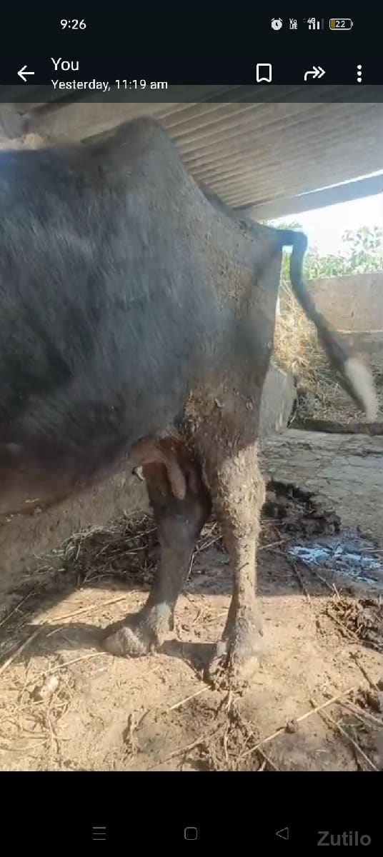 આ ભેંશ વેસવાની છે વેતર ત્રીજું