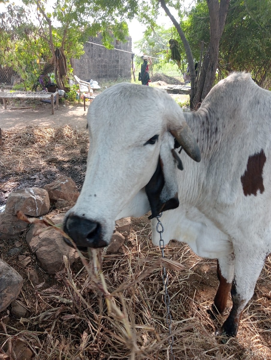 vodki - Land & Plots - Jamnagar City - Image 3