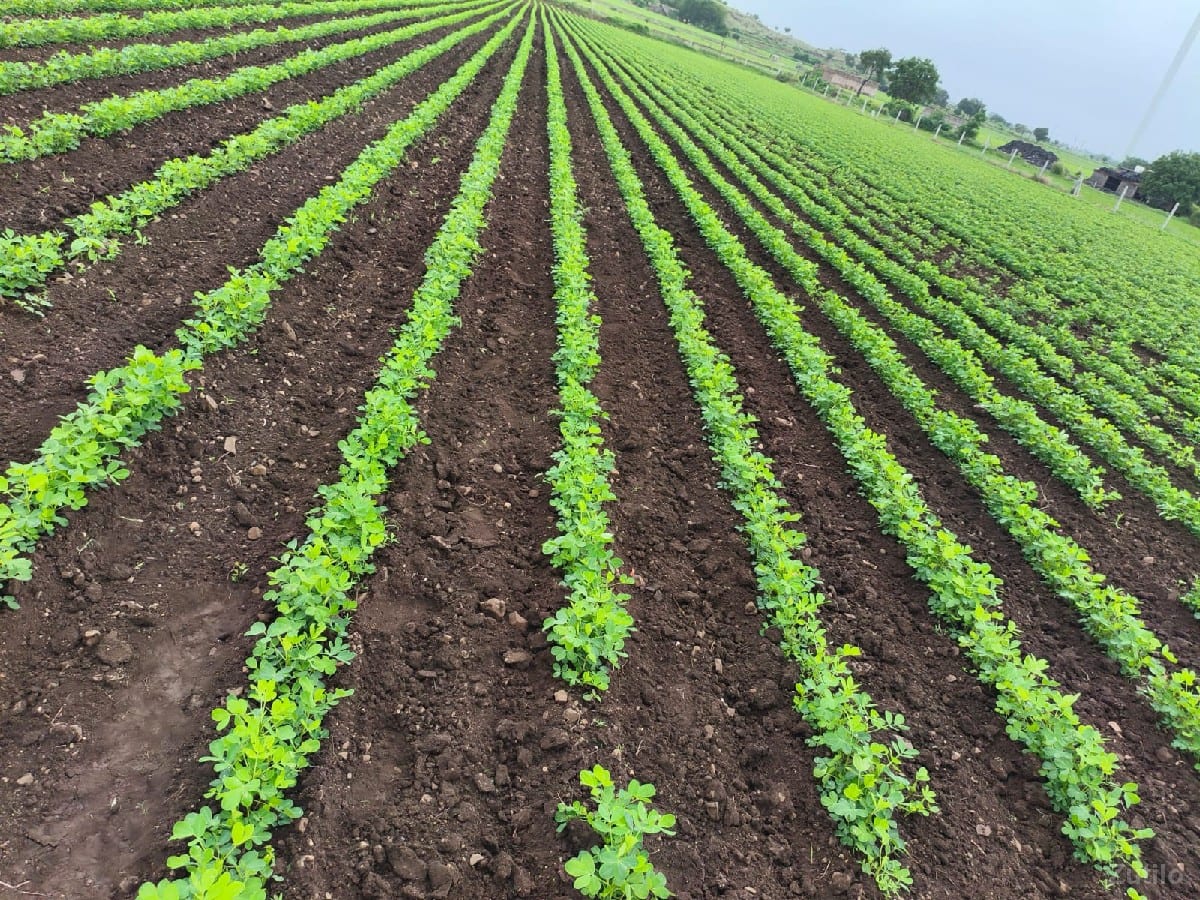 જમીન વેચવાની છે જમીન વેચવાની છે