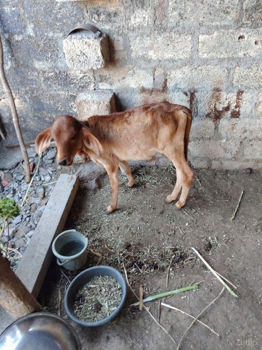 ગાય ગાય