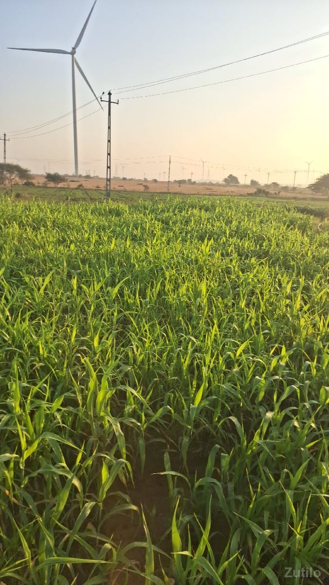 ખેતી લાયક જમીન છે બે મોશમનુ પાણી - Land & Plots - Lalpur - Image 2
