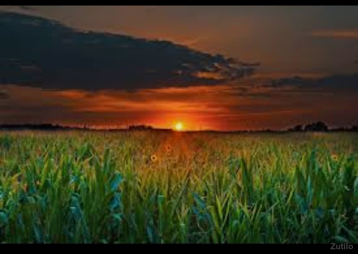 💫ગુજરાત પ્રોપર્ટી 💫 - Land & Plots - Mangrol - Image 2