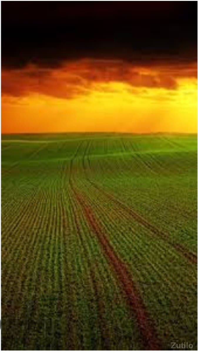 💫ગુજરાત પ્રોપર્ટી 💫 - Land & Plots - Mangrol - Image 3