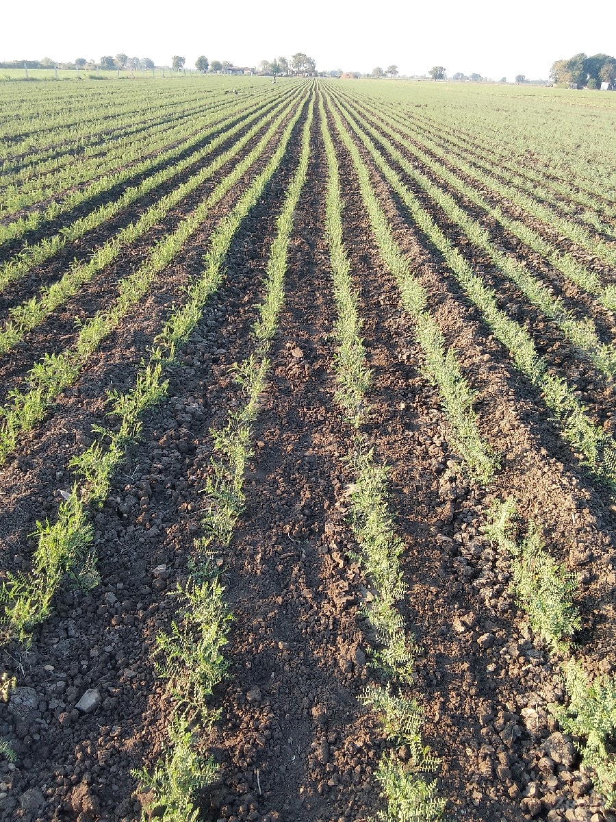 vecvani se - Land & Plots - Lathi - Image 2