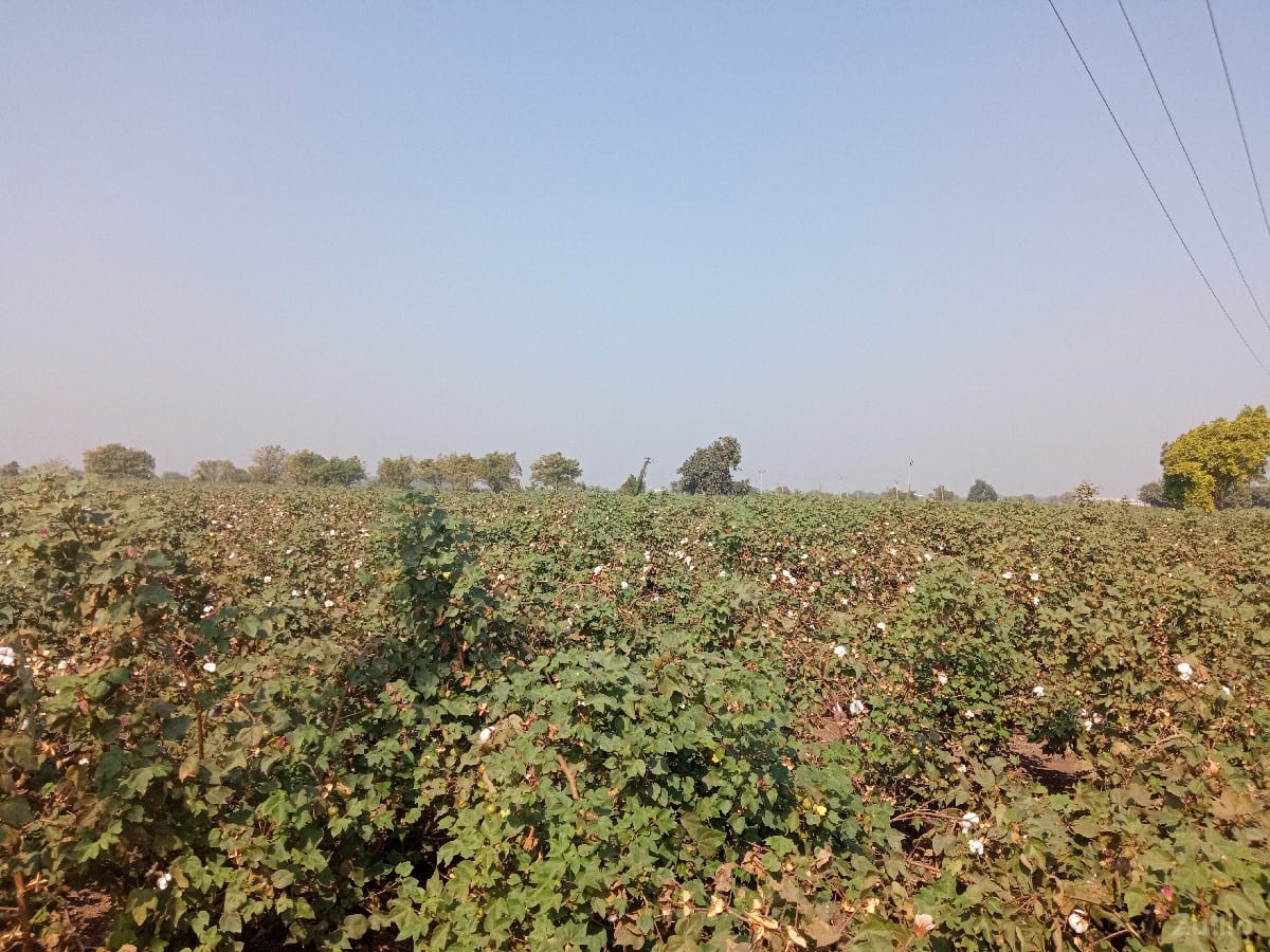 દામોદર ભાઈ કણસાગરા 84015 22889 - જમીન અને પ્લોટ - માણાવદર - Image 2
