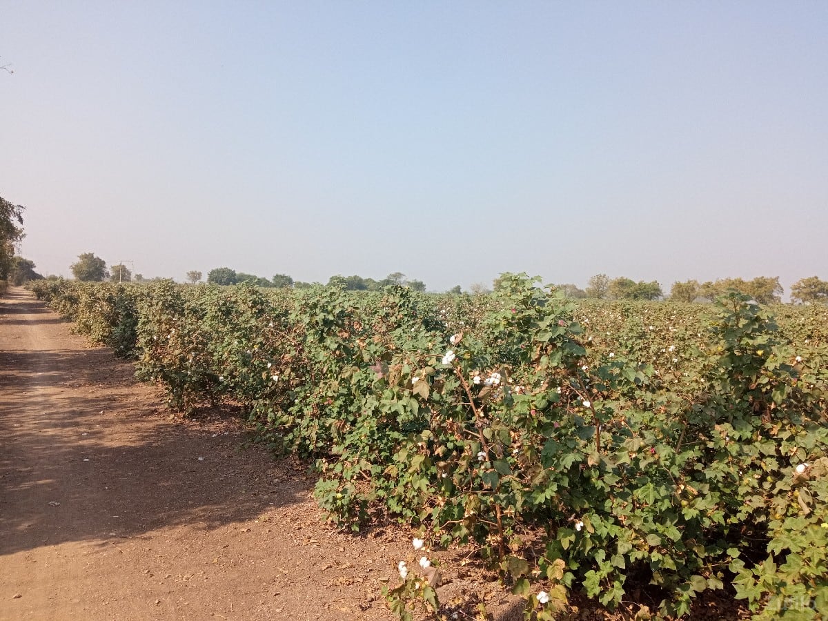 દામોદર ભાઈ કણસાગરા 84015 22889 - જમીન અને પ્લોટ - માણાવદર - Image 3