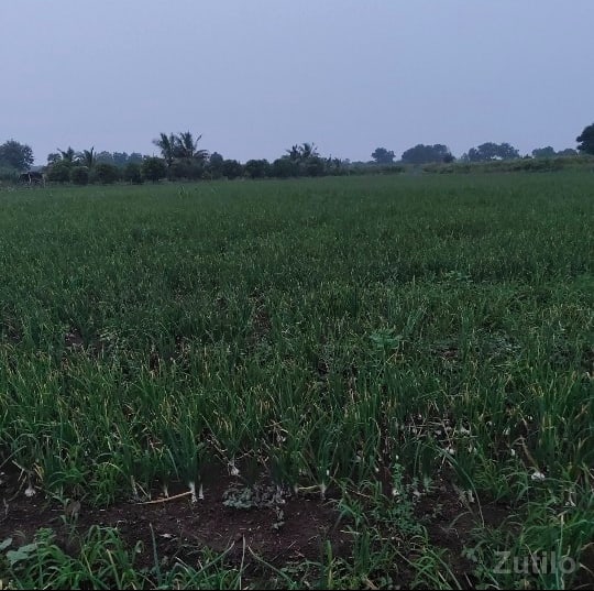 30 વીઘા જમીન વેચવાની છે. 30 વીઘા જમીન વેચવાની છે.