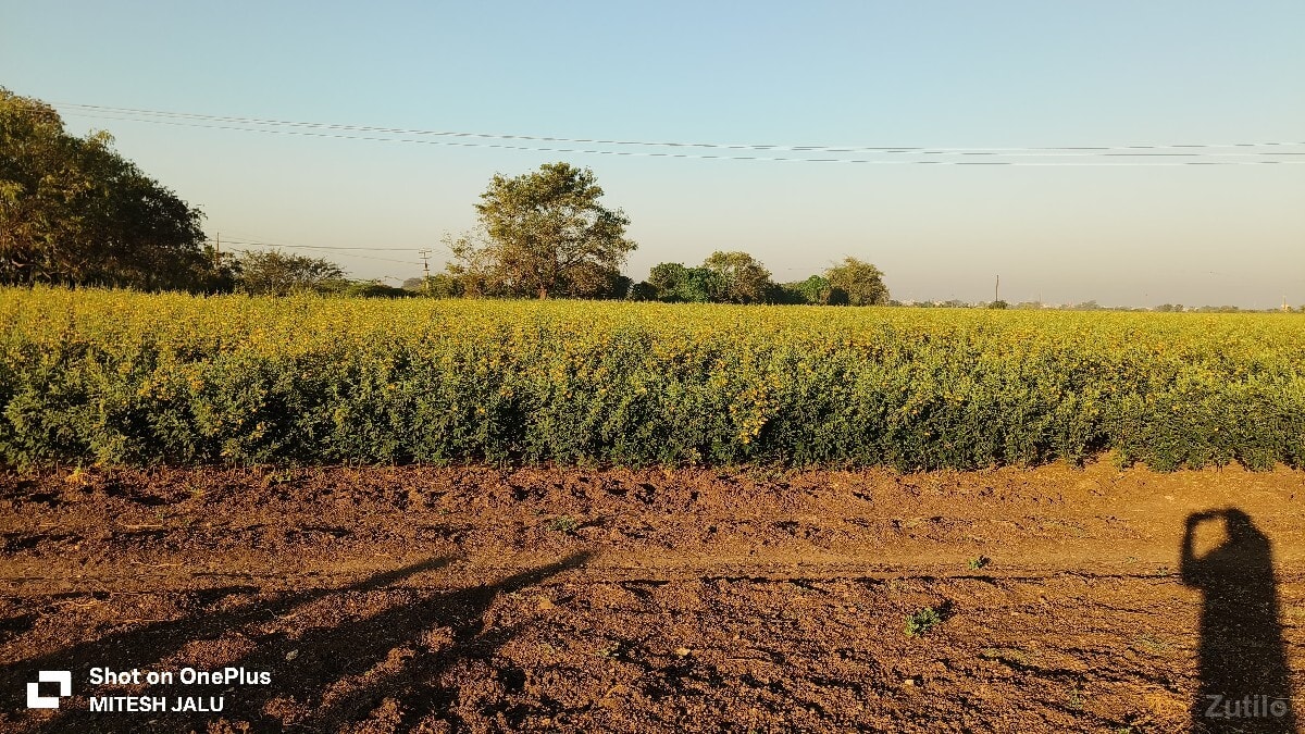 2.5વિઘા જમીન...... - જમીન અને પ્લોટ - માણાવદર - Image 2