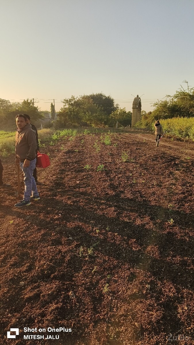 2.5વિઘા જમીન...... - જમીન અને પ્લોટ - માણાવદર - Image 3