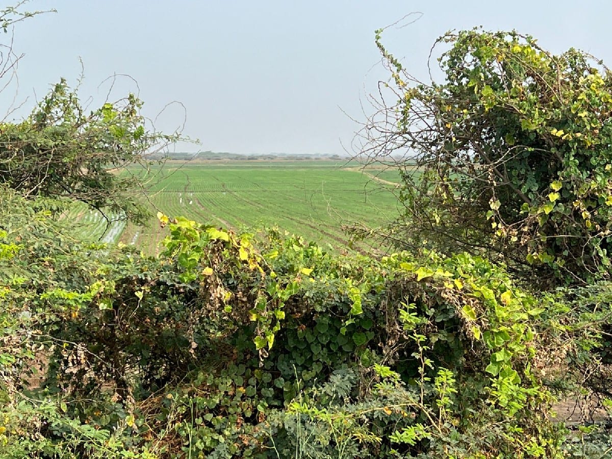 જમીન વેચવાની છે 
સોમનાથ દ્વારકા - Land & Plots - Gandhinagar City - Image 3