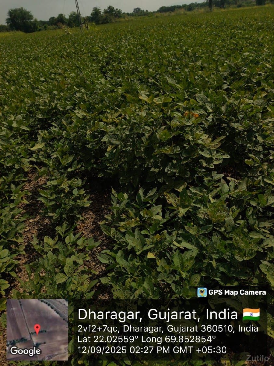 6 વિઘા ને 5 ગુઠા