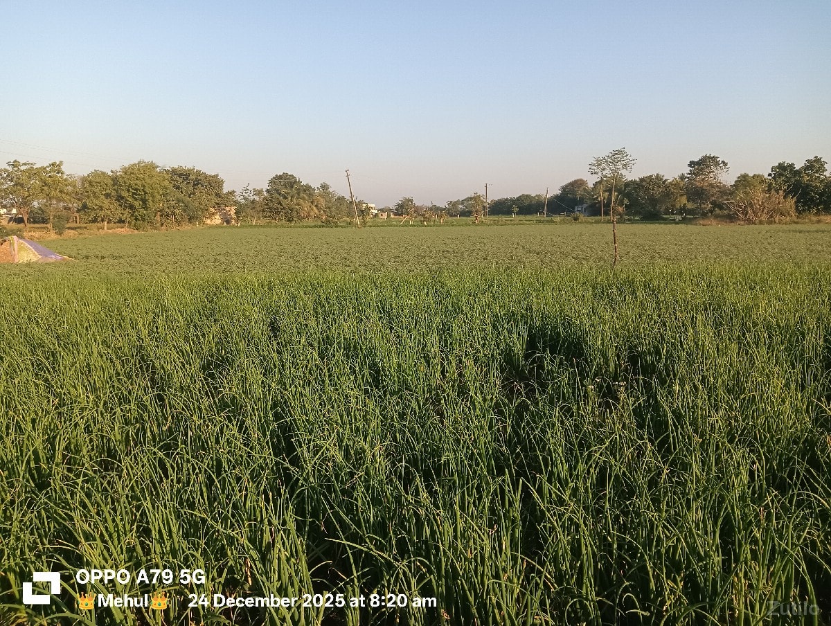 જમીન વેસવાની છે. - જમીન અને પ્લોટ - ઊના - Image 3