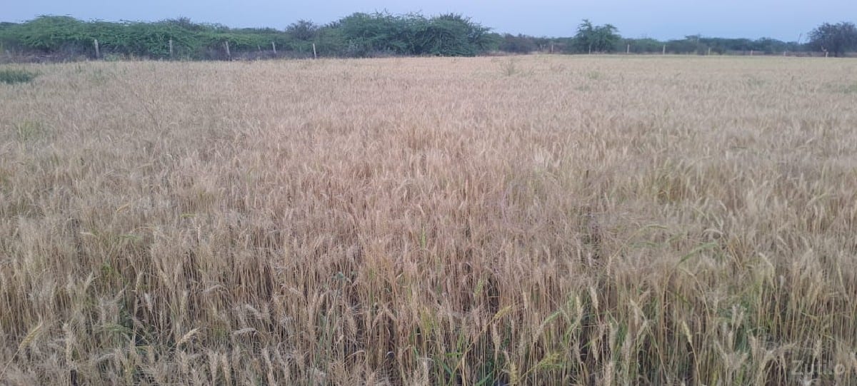 10.5 વિધાની વાડી વેચવાની છે 10.5 વિધાની વાડી વેચવાની છે