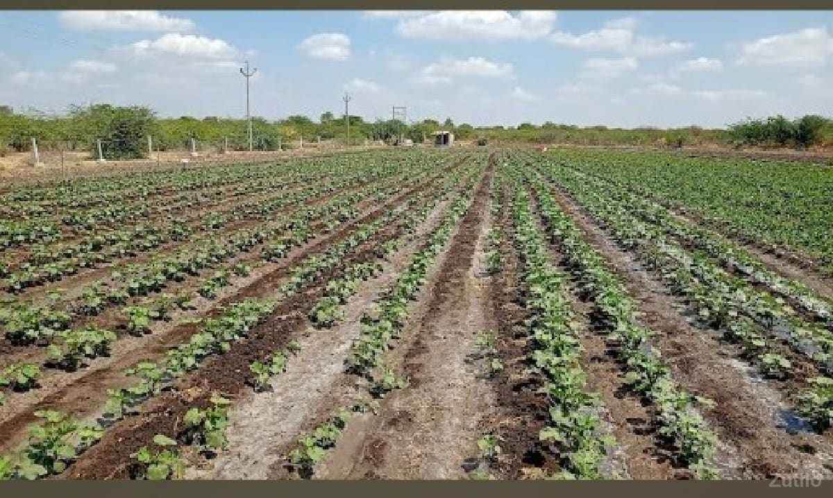 10.5 વિધાની વાડી વેચવાની છે - જમીન અને પ્લોટ - ઊના - Image 2